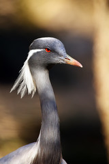 The demoiselle crane (Grus virgo), portrait with dark background