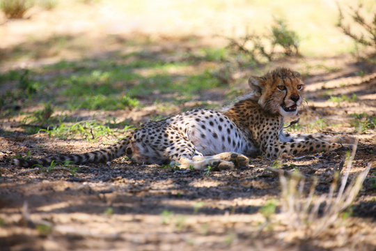 The young cheetah (Acinonyx jubatus) lying on the ground with full belly and resting