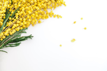 bouquet of yellow mimosa on white background