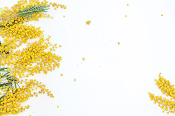 Yellow mimosa branch on white background