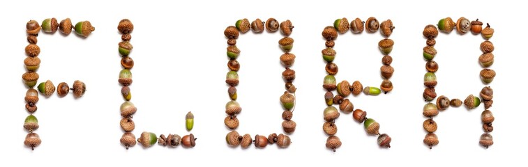 Word acorn is laid out of acorns