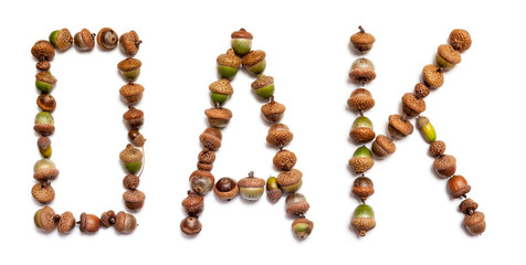 Word oak is laid out of acorns