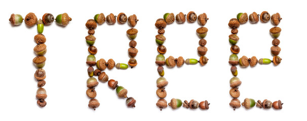 word tree is laid out of acorns