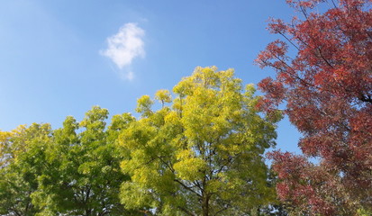 Autunno in arrivo - alberi e cielo 