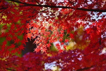 もみじ