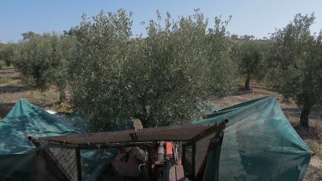 Olives shaker machine opening his nets and shaking tree- South of Italy