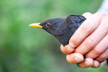 Male Eurasian Blackbird (Turdus merula). Bird in the hands of man