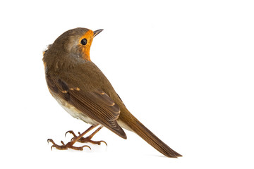Robin isolated on a white background. European robin (Erithacus rubecula)