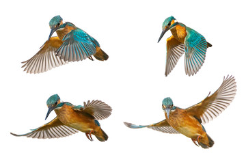 Fototapeta premium Collage of four Common Kingfisher (Alcedo atthis) in flight isolated on a white background