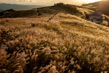 生石高原　ススキ