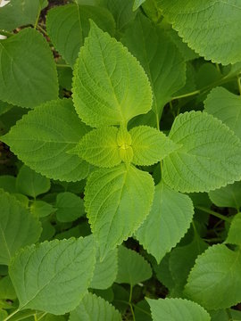 Pycnostachys umbrosa