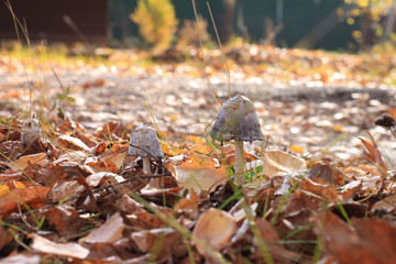 Autumn