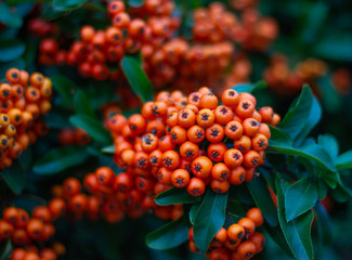 Beautiful pyracantha bush with bright orange berries