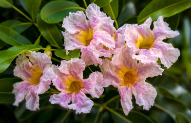 Obraz premium Garden Plants