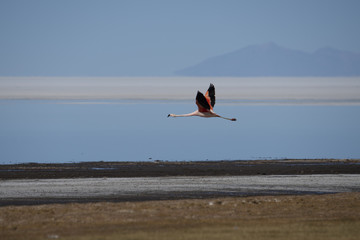 Chilean flamingo