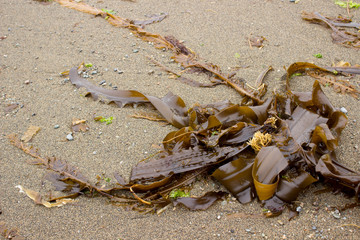 Sea kale (laminaria) on Sakhalin island