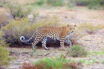 The African leopard  (Panthera pardus pardus) walks early in the morning in the desert. Young male patrolling the border of the territory.