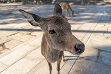 奈良公園