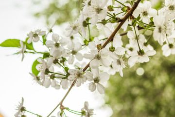 Early spring flowering cherry. Beautiful white flowers.