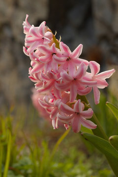 Detailed view of a common hyacinth - hyacinthus orientalis