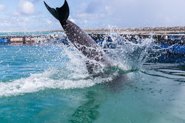 Dolphin jump into water