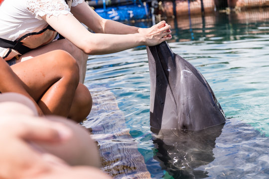 Tourist touch the body of Dolphin