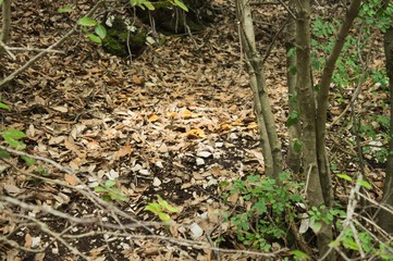 Yellow mushrooms in the forest (Marche, Italy, Europe)