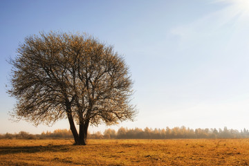 Fototapeta premium Lonely autumn tree on dry meadow over blue sky background