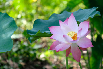 Pink lotus is in the lotus leaf.