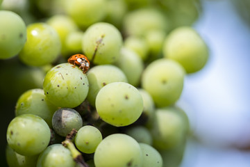 Grapes with Lady Bug