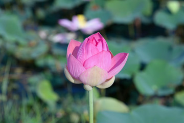 The pink lotus is in the leaf.