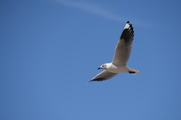 Andean gull