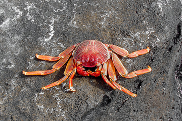 red crab on rocks