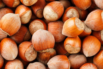 Dried unshelled hazelnuts seeds of Whole nuts as background