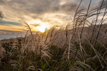 Fototapeta premium 生石高原 ススキ
