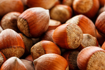 Dried unshelled hazelnuts seeds of Whole nuts as background