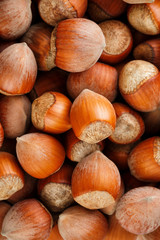 Dried unshelled hazelnuts seeds of Whole nuts as background