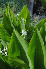 Lilies of the valley, summer day