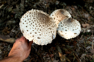 Pilze sammeln im Wald