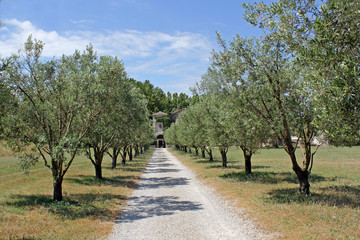 allée d'oliviers