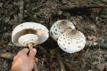 Pilze sammeln im Wald