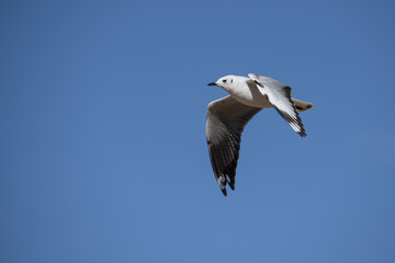 Fototapeta na wymiar Andean gull