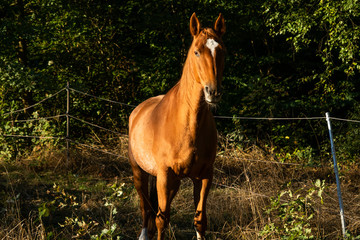Brown Horse on pasture in Sunrise