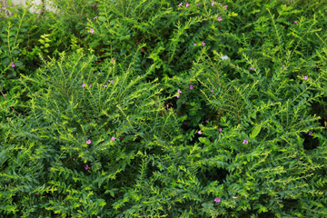 Green leaves for natural background