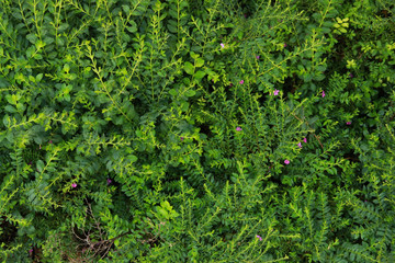 Fototapeta na wymiar green leaves for natural background
