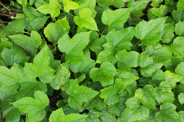 Green leaves for natural background