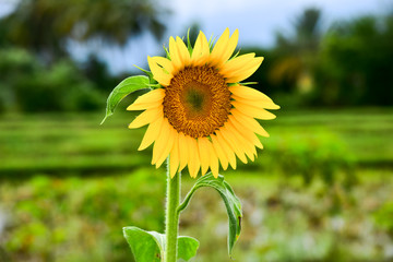 Sunrich Orange Tall Sunflowers