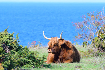 Highland Cattle auf einer Weide