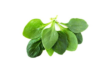 green spinach leaves isolated closeup on white background top view