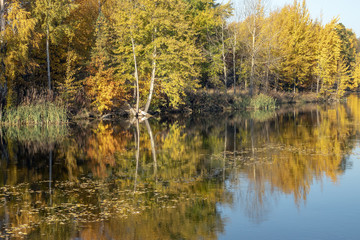 Fototapeta premium Fall colors